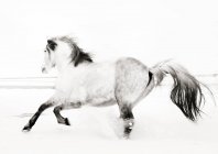 Motion Shot Pferd läuft in Feld — Stockfoto