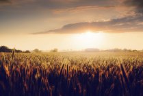 Campo de trigo ao pôr do sol na Suécia — Fotografia de Stock