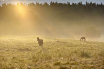 Коні пасуться на лузі на сході сонця — стокове фото