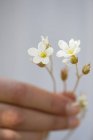 Weibchen hält Blume in Fingern, Nahaufnahme — Stockfoto