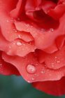 Primer plano de pétalos de rosa roja con gotas de agua - foto de stock