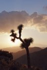 Joshua arbre silhouette au coucher du soleil ciel — Photo de stock