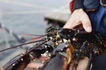 Close-up of male hands holding lobster — Stock Photo