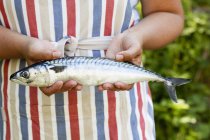 Midsection of person holding mackerel fish, focus on foreground — Stock Photo