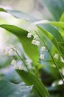 Close-up of lily-of-the-valley with defocussed background — Stock Photo