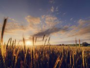 Champ de blé sous un ciel nuageux au coucher du soleil — Photo de stock