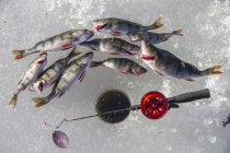 Top view of caught fish next to fishing hole — Stock Photo