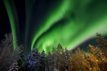 Vista di alberi e aurora boreale cielo illuminato — Foto stock