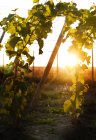 Vista frontal de uvas em vinha ao pôr-do-sol — Fotografia de Stock