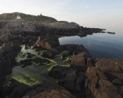 Прибережні скелі з водоростями і далекими будівлями — стокове фото