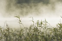 Vista frontal da grama com nevoeiro em fundos — Fotografia de Stock