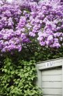 Floración lila y puerta de madera en el fondo - foto de stock