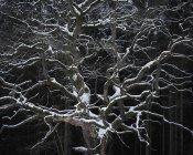 Árbol desnudo de roble pedunculado en invierno - foto de stock