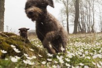 Running lagotto romagnolo dog and puppy — Stock Photo