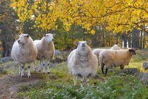 Pastoreo de ovejas en pastos con follaje otoñal - foto de stock