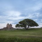 Vista da fortaleza Hammershus, campo verde e árvore, Bornholm — Fotografia de Stock