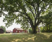 Big oak tree and falu red houses — Stock Photo