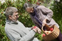 Старшая пара собирает яблоки в корзину в саду — стоковое фото