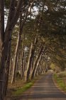 Vue sur route rurale bordée d'arbres — Photo de stock