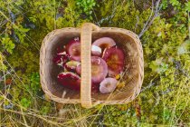 Elevated view of basket with Russula mushrooms on grass — Stock Photo