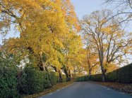 Желтая листва на деревьях у дороги — стоковое фото
