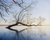Weidenbaum spiegelt sich im Seewasser — Stockfoto