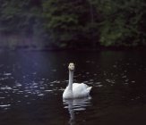 Cigno bianco che si riflette in acqua increspata — Foto stock
