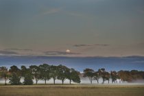 Plaine avec des arbres couverts de brouillard au crépuscule — Photo de stock