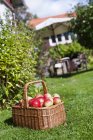 Basket full of apples on grass in sunlight — Stock Photo