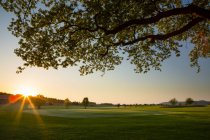 Вид на омский гольф-курорт с ветками деревьев на закате — стоковое фото