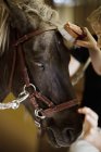 Девочка ухаживает за лошадью, избирательный фокус — стоковое фото