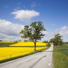 Road in rural landscape with green trees and canola field — Stock Photo