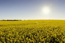 Florescendo campo oleaginoso amarelo na luz do pôr do sol — Fotografia de Stock