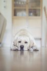 Weißer Labrador-Hund liegt auf dem Boden — Stockfoto