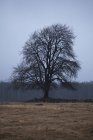Bare tree on field beside forest at dusk — Stock Photo