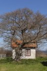 Häuschen und kahler Baum im hellen Sonnenlicht — Stockfoto