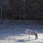 Лошадь, стоящая на заснеженном лугу под солнцем — стоковое фото