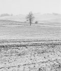 Голое дерево на снежном поле, черно-белое — стоковое фото