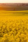 Champ d'oléagineux jaune en fleurs au coucher du soleil — Photo de stock