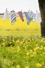 Napkins on drying line in field of dandelions — Stock Photo