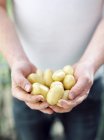 Männliche Hände, die junge Kartoffeln halten — Stockfoto