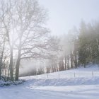 Árboles desnudos en tierra cubierta de nieve - foto de stock