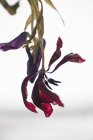 Rote verblassende Tulpen isoliert auf weißem Hintergrund — Stockfoto
