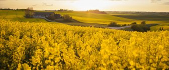Oilseed rape field in sunset light — Stock Photo