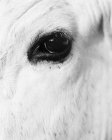Close up view of white horse eye, black and white — Stock Photo