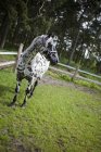 Пятнистая лошадь на зеленой траве рядом с забором — стоковое фото
