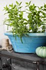 Herbs in blue bowl on heater, selective focus — Stock Photo