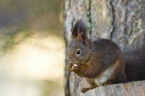 Squirrel sitting on wooden pole with defocussed background — Stock Photo