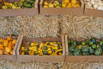 Elevated view of pumpkins and gourds in wooden boxes — Stock Photo