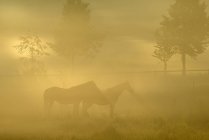 Коні пасуться на полі підсвічуванням заходу сонця — стокове фото
